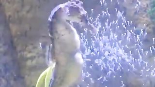 seahorses give birth!!
