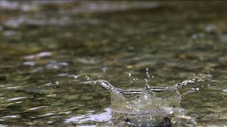 Common kingfisher, or blue kingfisher (lat. Alcedo atthis), anglers choose steep banks.