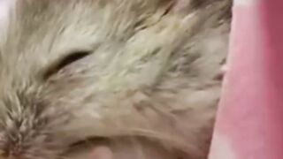 best bedding for hamsters: Choosing the Best Options for Your Pet!