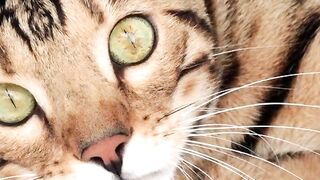 Searching for Bengal Cats for Sale? Here's What You Need to Know