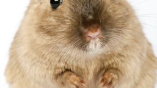 Are Hamsters Omnivores? The Truth Unveiled!