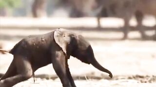 First steps of a baby elephant.. ????