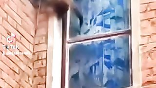 معاناة القطة مع ابنها الصغير