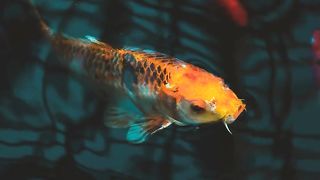 Can Fish See in the Dark? The Surprising Answer