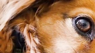 Dog Facts You Need to Know!