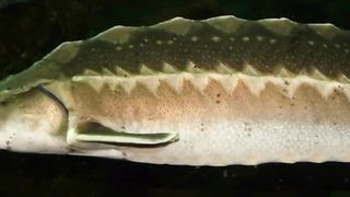 what fish does caviar come from