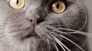 Astonishing Facts About Cats Headbutting You Need to Know!