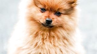 dogs diarrhea : few steps you can take to help your dog