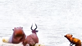 Wild animals