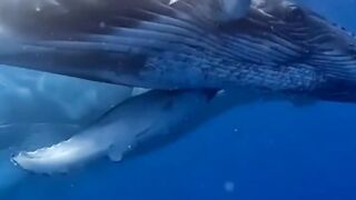Mystery in the world, the blue whale