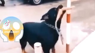 ???????? Dog Reaction