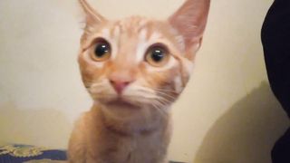 When I'm in a bad mood, I play with my cat to smile