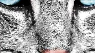 What You Need to Know About Cats Crying