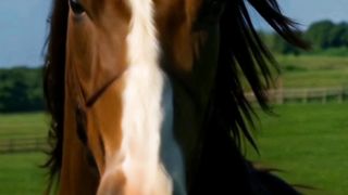 معلومات أول مرة تعرفها عن حيوان الحصان