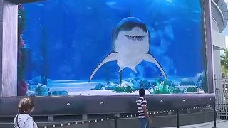 Shark ???? Attack In Nassau Bahamas
