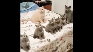 funny amazing animal1