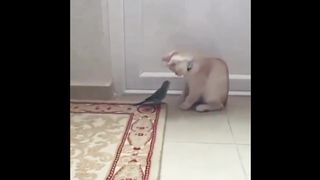 funny amazing animal2