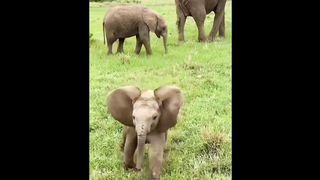 funny amazing animal3