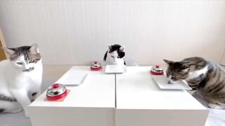 Smart cat.. woe