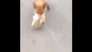 funny amazing animal5