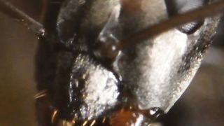 The mystery of ants