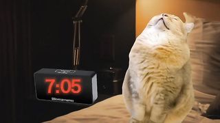 Work as a cat