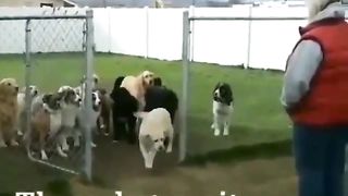 The dog