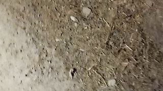 البحت عن العقارب الليلية