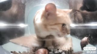 Mr. Hiss????vs Mr. Snail ????: The New Angriest Cat & The Slowest Thang