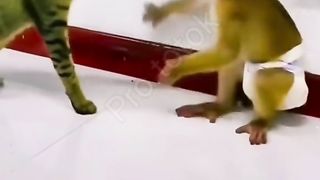 القرد والقط مضحك