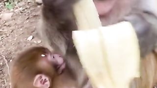Monkey with banana