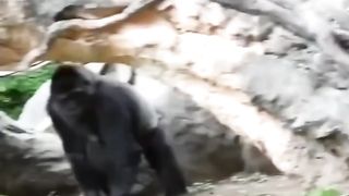 Funny Animals videos clips...