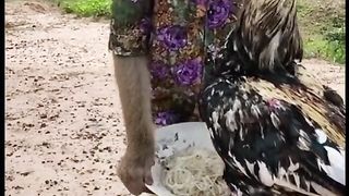 القرد والفرخة مضحك