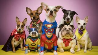 Try Not To Laugh | Funny Pet Video Compilation