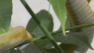 The mystery of snakes