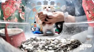 Miss Mini Fashionista????????: The Prettiest Mini Cat | Part-2