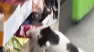 Funny animals 2023???? - Funniest Cats and Dogs Video????????310 #shorts.