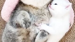 Funny animals 2023???? - Funniest Cats and Dogs Video????????311 #shorts.