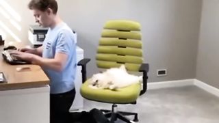 Funny animals 2023???? - Funniest Cats and Dogs Video????????313 #shorts.