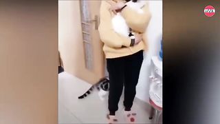 jealous cat face