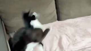 Funny animals 2023???? - Funniest Cats and Dogs Video????????314 #shorts.
