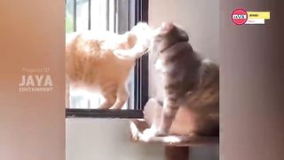 cute cats change feelings