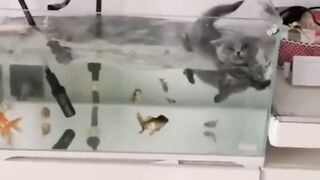 Funny animals 2023???? - Funniest Cats and Dogs Video????????318 #shorts.