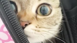 Funny animals 2023???? - Funniest Cats and Dogs Video????????321 #shorts.