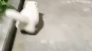 Funny animals 2023???? - Funniest Cats and Dogs Video????????322 #shorts.