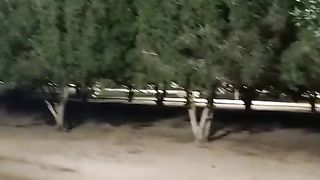 أشجار و طيور