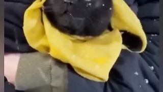 Funny animals 2023???? - Funniest Cats and Dogs Video????????324 #shorts.