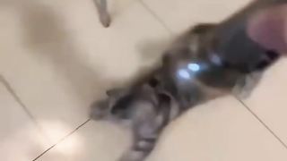 Funny animals 2023???? - Funniest Cats and Dogs Video????????325 #shorts.