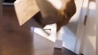Funny animals 2023???? - Funniest Cats and Dogs Video????????327 #shorts.