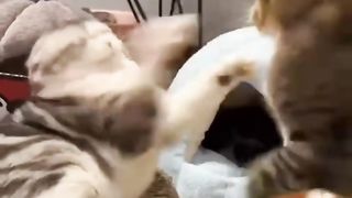 Funny animals 2023???? - Funniest Cats and Dogs Video????????329 #shorts.